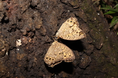 Neope goschkevitschii