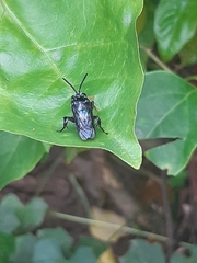 Insecta