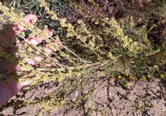 Artemisia marschalliana