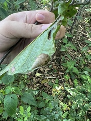 Bahiensis punctatissimus
