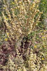 Artemisia marschalliana