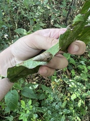 Bahiensis punctatissimus