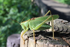Tettigonia orientalis