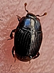 Carcinops pumilio