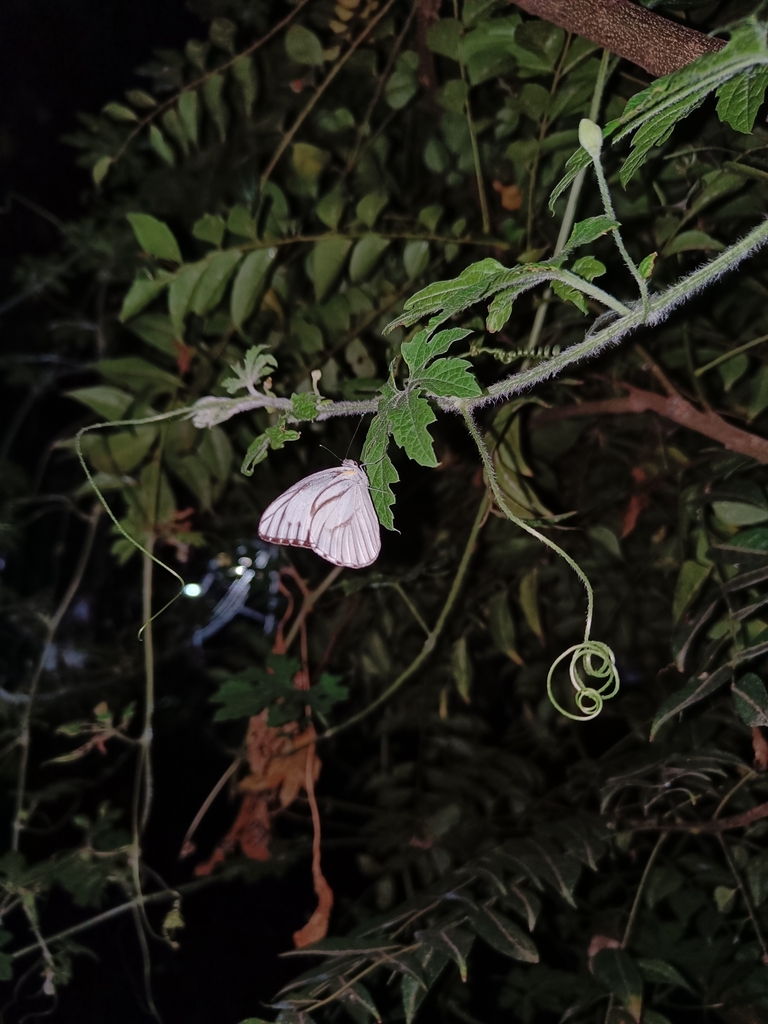Striped Albatross