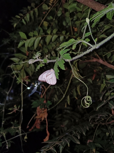 Striped Albatross