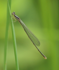 Aciagrion