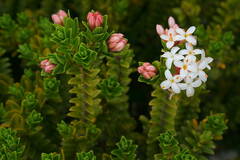 Pimelea buxifolia
