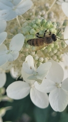 Apis mellifera