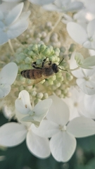 Apis mellifera