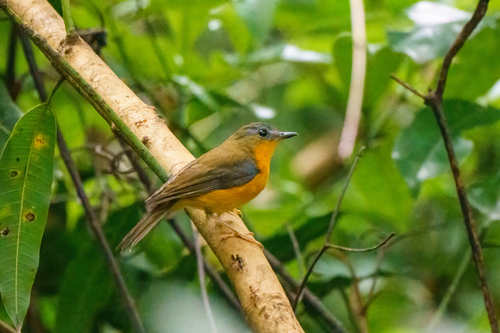 iNaturalist image