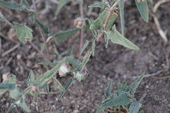 Malvella sagittifolia