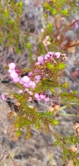 Erica multumbellifera