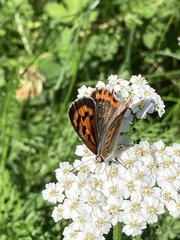 Lycaena phlaeas