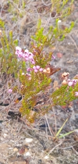 Erica multumbellifera