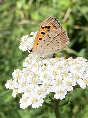Lycaena phlaeas