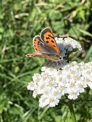 Lycaena phlaeas