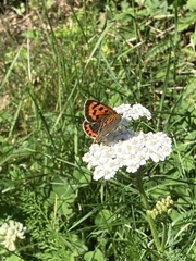 Lycaena phlaeas