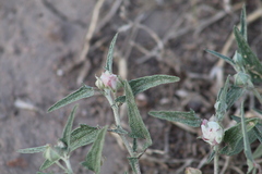 Malvella sagittifolia