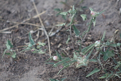 Malvella sagittifolia
