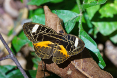 Catuna sikorana