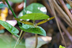 Catuna sikorana