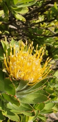 Leucospermum conocarpodendron
