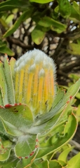 Leucospermum conocarpodendron