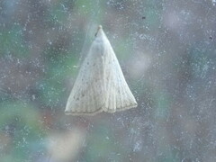 Macrochilo louisiana