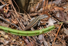Sceloporus variabilis