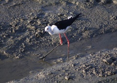 Himantopus himantopus