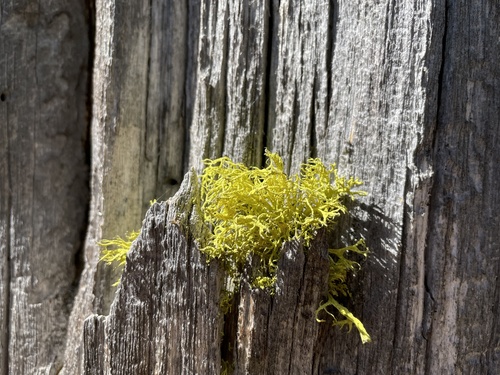 iNaturalist observation photo of Wolf Lichens