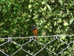 Phoenicurus hodgsoni