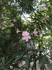 Nerium oleander