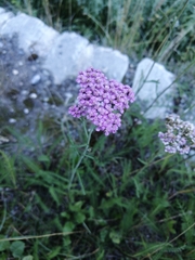 Achillea roseo-alba
