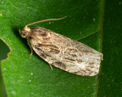 Phaecasiophora