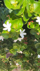 Carissa macrocarpa