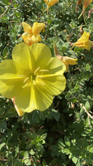 Oenothera drummondii