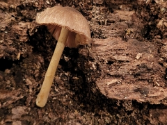 Pluteus deceptivus
