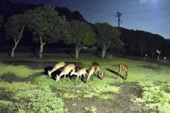 Cervus nippon nippon