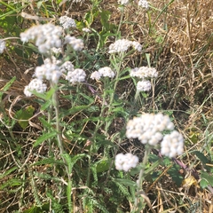 Achillea millefolium