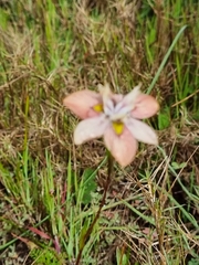 Moraea