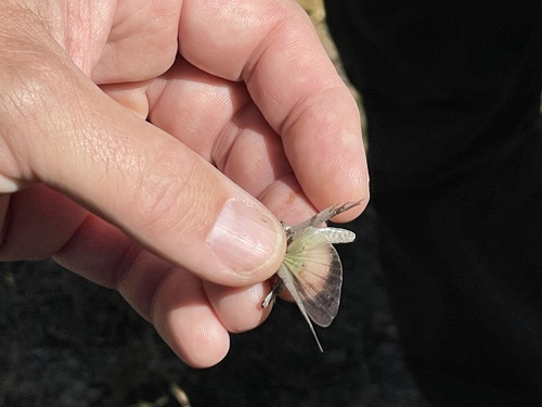 iNaturalist observation photo of Trimerotropis