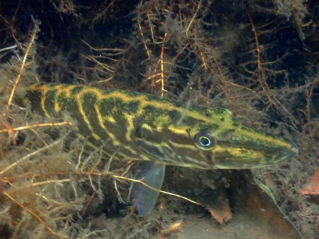 Cisalpine Pike