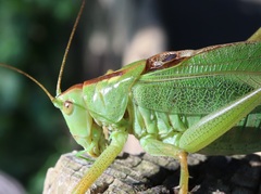 Tettigonia orientalis
