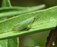 Rhynchomitra lingula