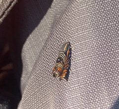 Thaumatographa jonesi