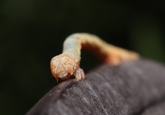 Geometridae