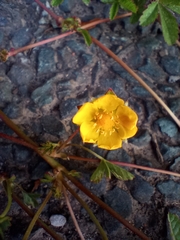 Potentilla reptans