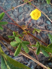 Potentilla reptans